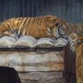 Пара амурских тигров