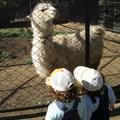 Фото - Детский зоопарк города Омска